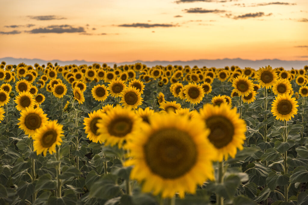 Is Sunflower Oil Comedogenic? Metrin Skincare Blog