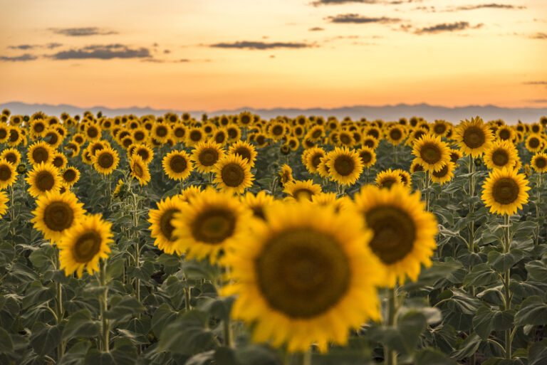 Is Sunflower Oil Comedogenic?