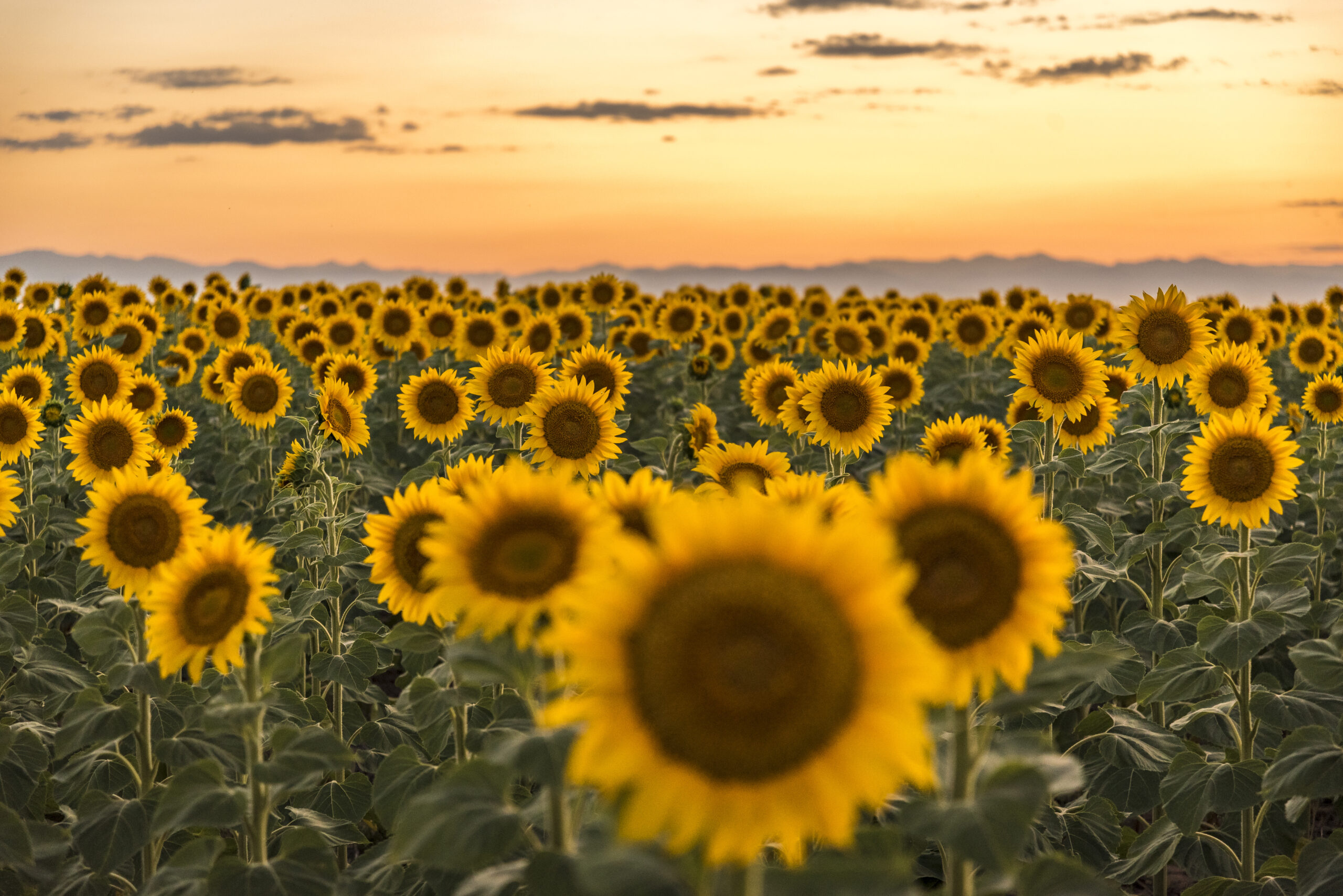 Is Sunflower Oil Comedogenic? Metrin Skincare Blog