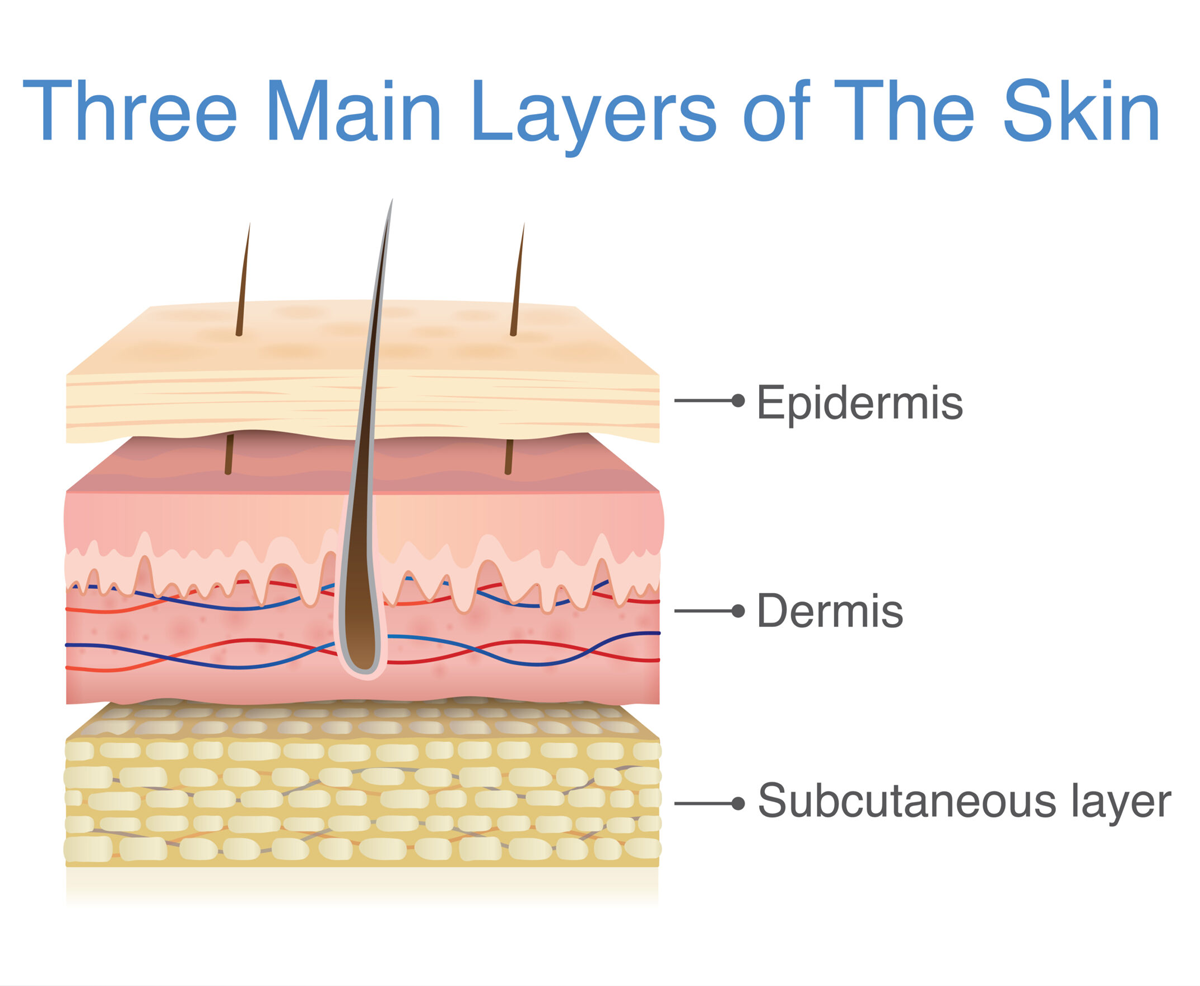 Diagram of the layers of skin for skin care.