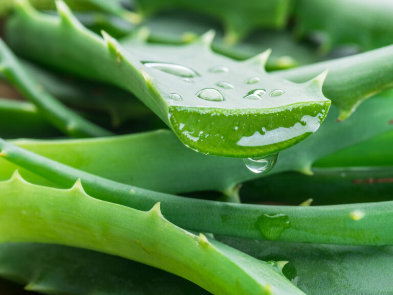 Aloe Vera – The Most Powerful Skin Care Ingredient on Earth